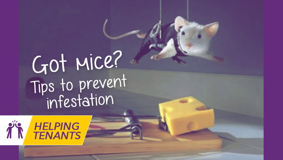 Got mice in the Property? You won’t be alone!